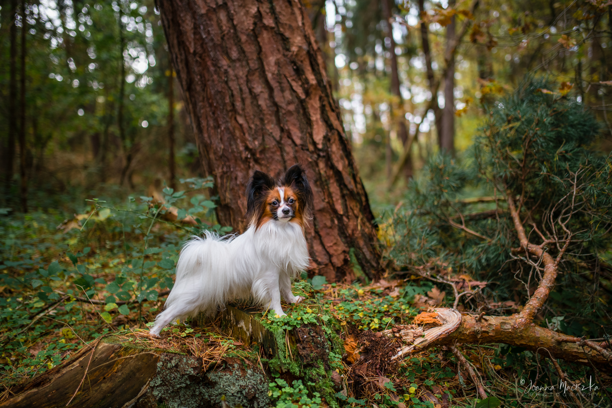 Jak papilony radzą sobie z kocimi towarzyszami?
